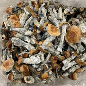 golden teacher mushrooms
