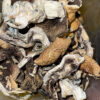 golden teacher magic mushrooms