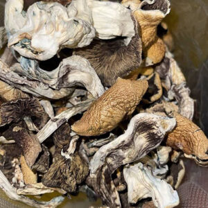 golden teacher magic mushrooms