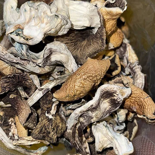 golden teacher magic mushrooms