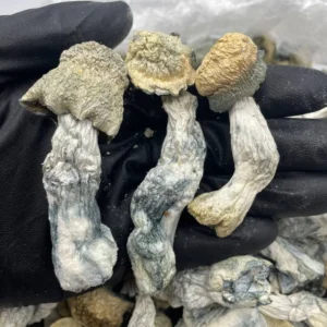 albino penis envy