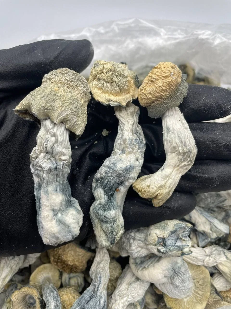 albino penis envy