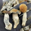 b+ mushrooms