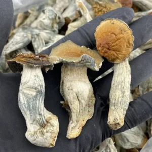 b+ mushrooms
